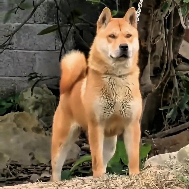 广西弘扬田园犬