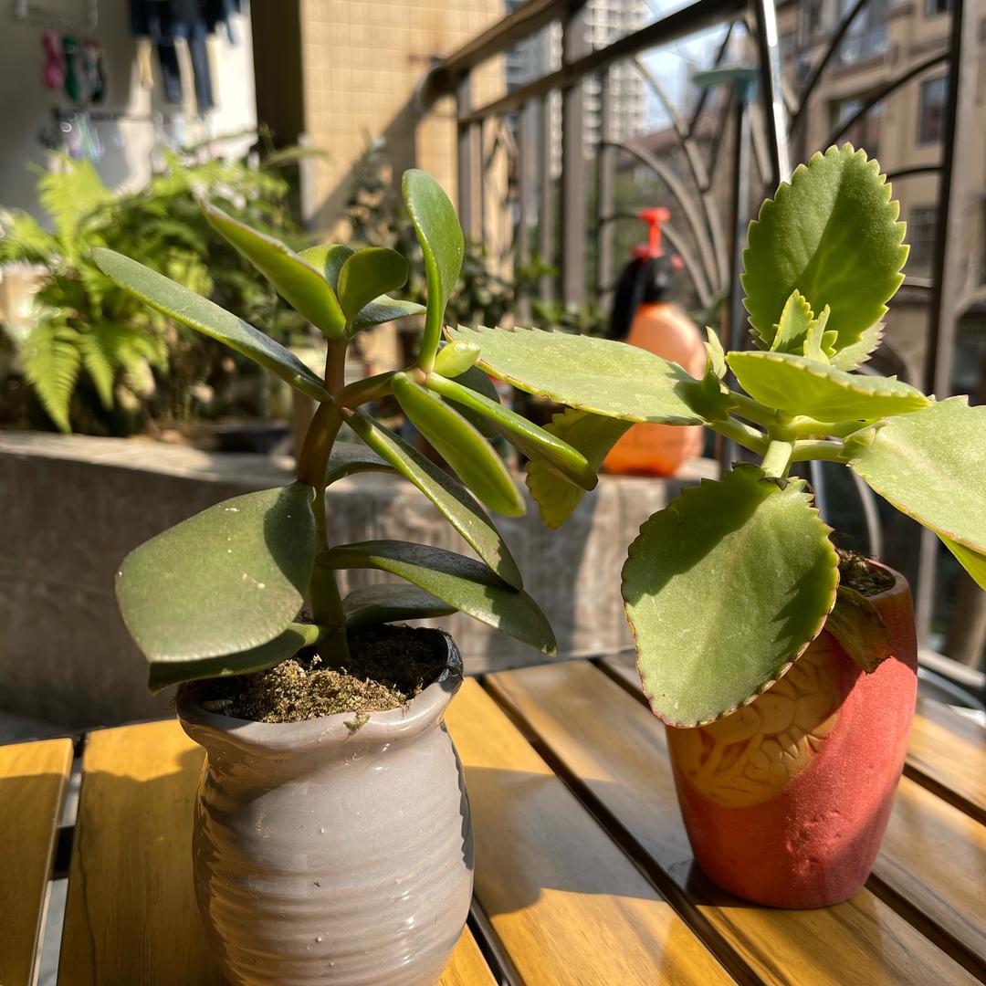 剸萜🦌🌿