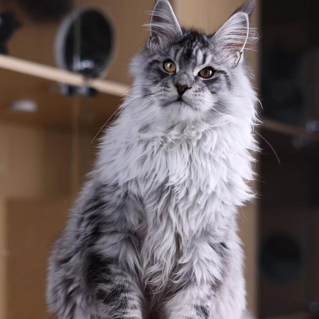 爱猫族甄选（直播号3）