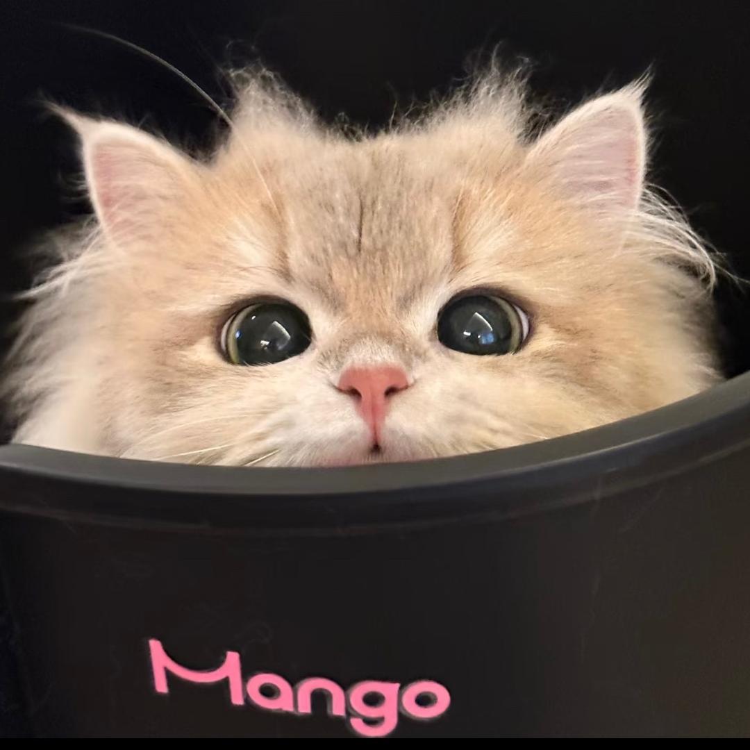 𝙆𝙞𝙩𝙩𝙮猫