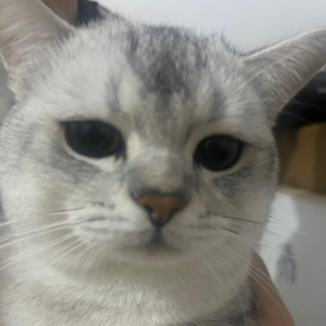 小助理