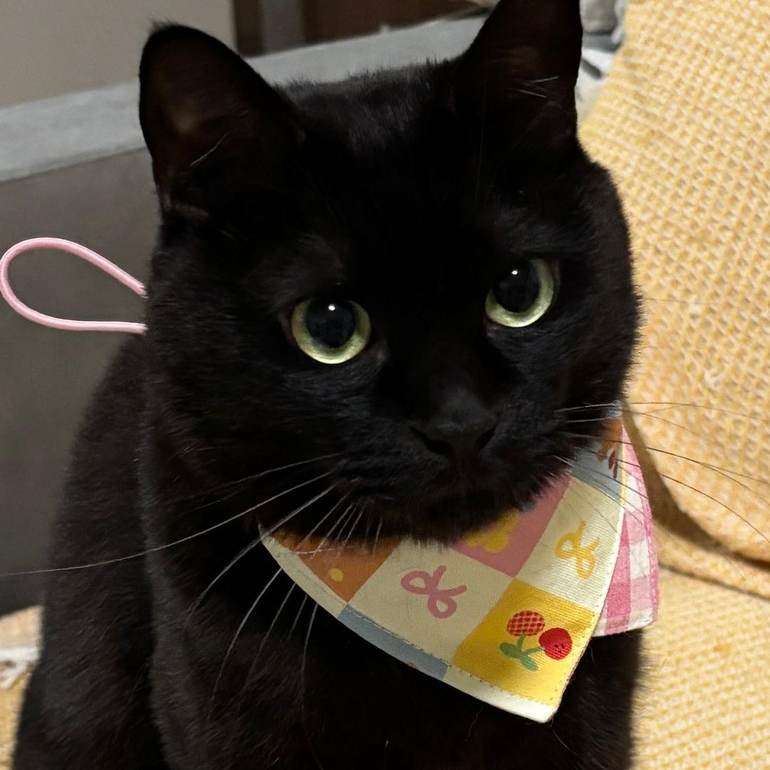 暴走猫猫