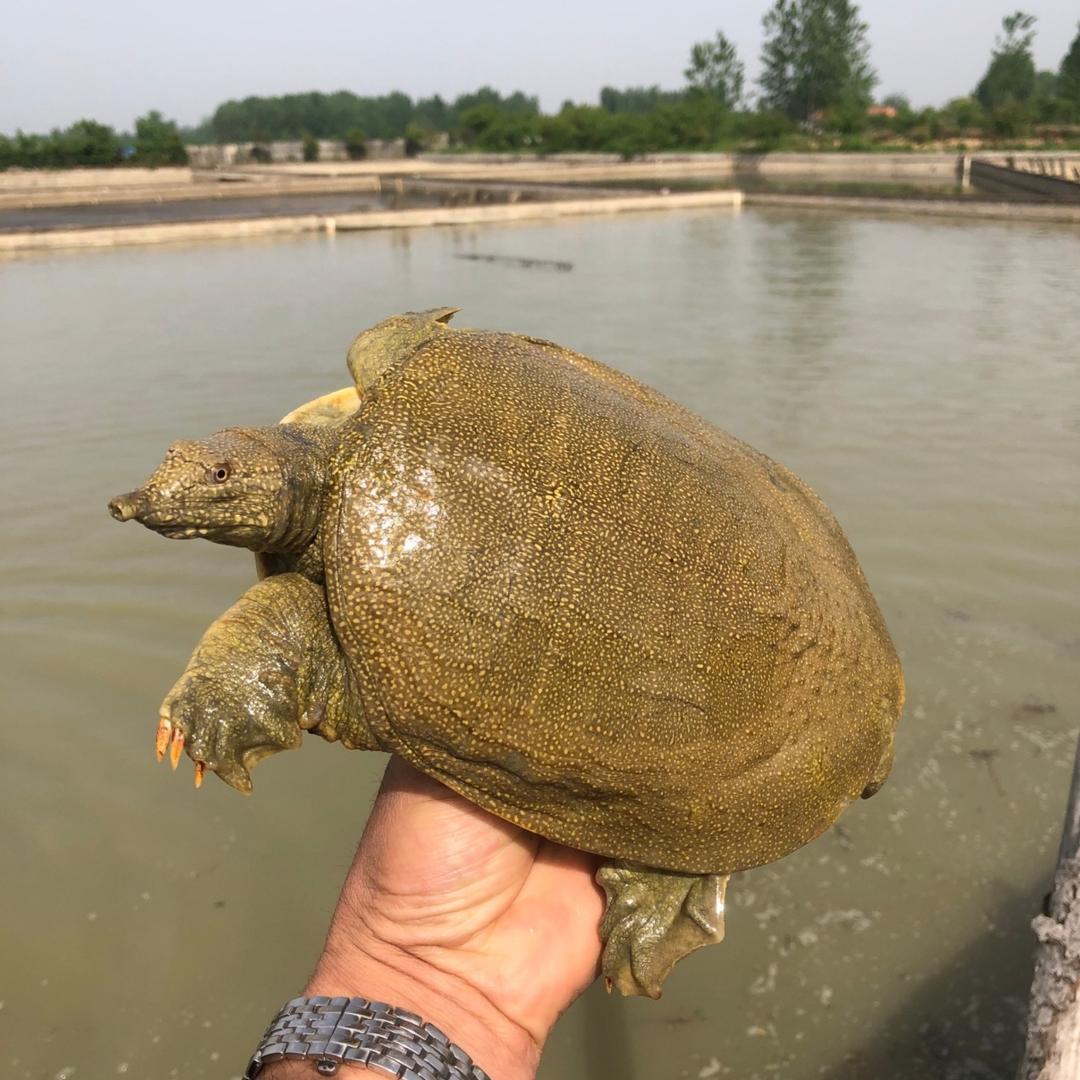 500亩生态甲鱼塘