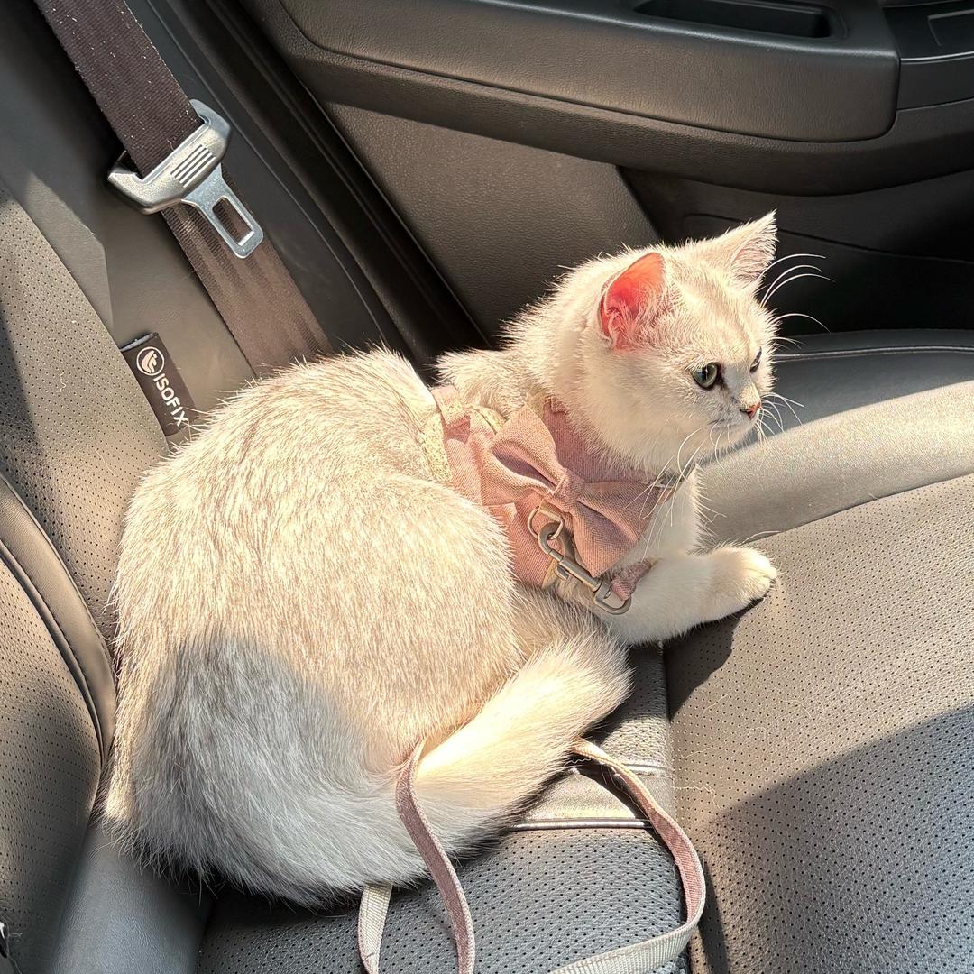 月亮猫猫
