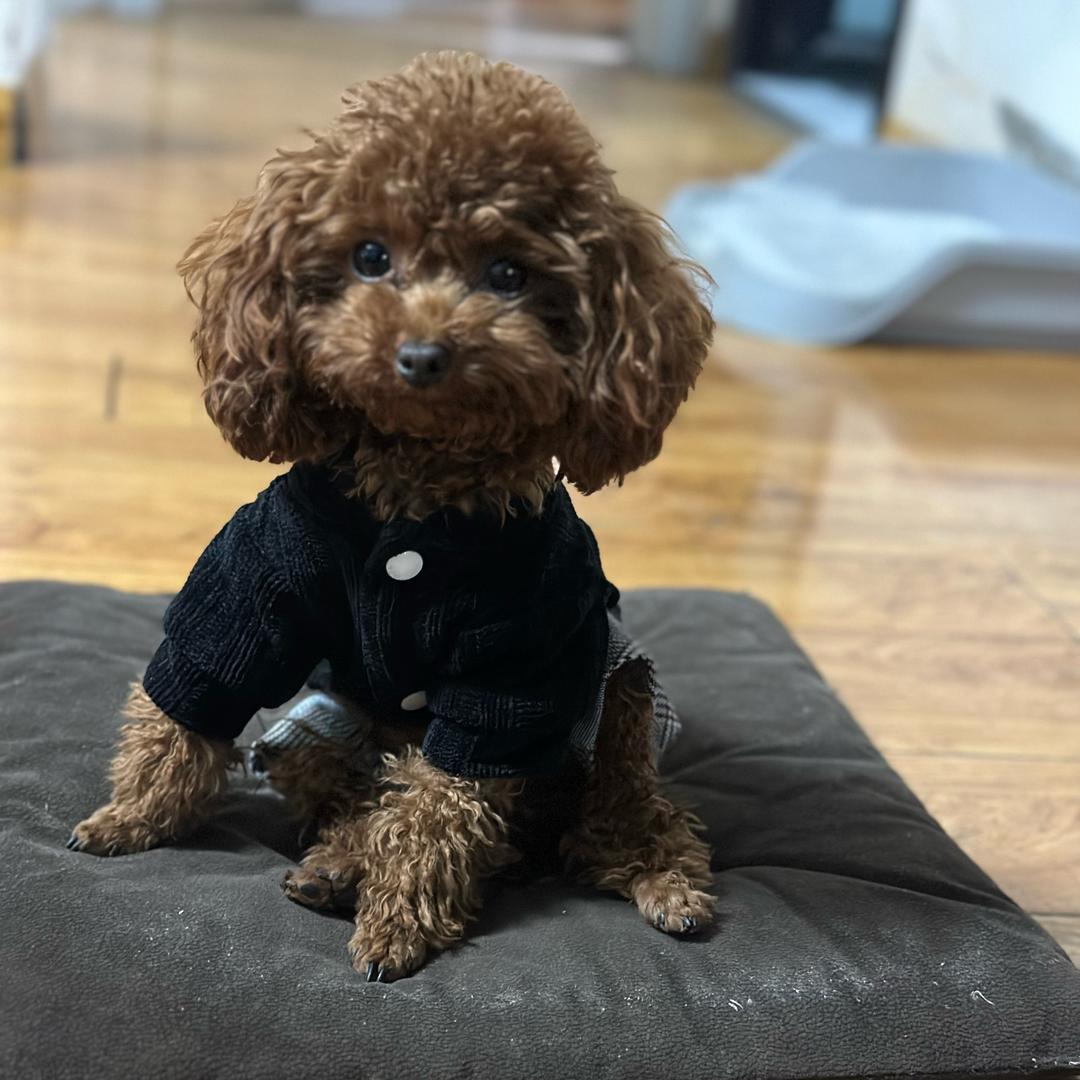 左左的Home成长记