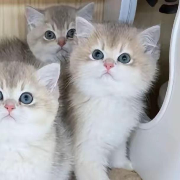 子晗（抱猫版）