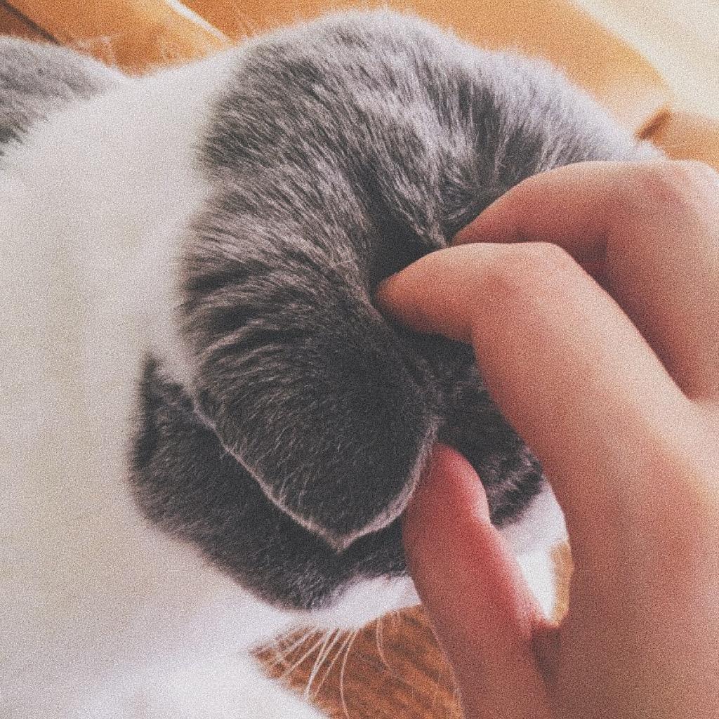 如果我的小猫会说话