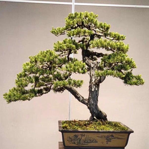 日出生态园艺精品