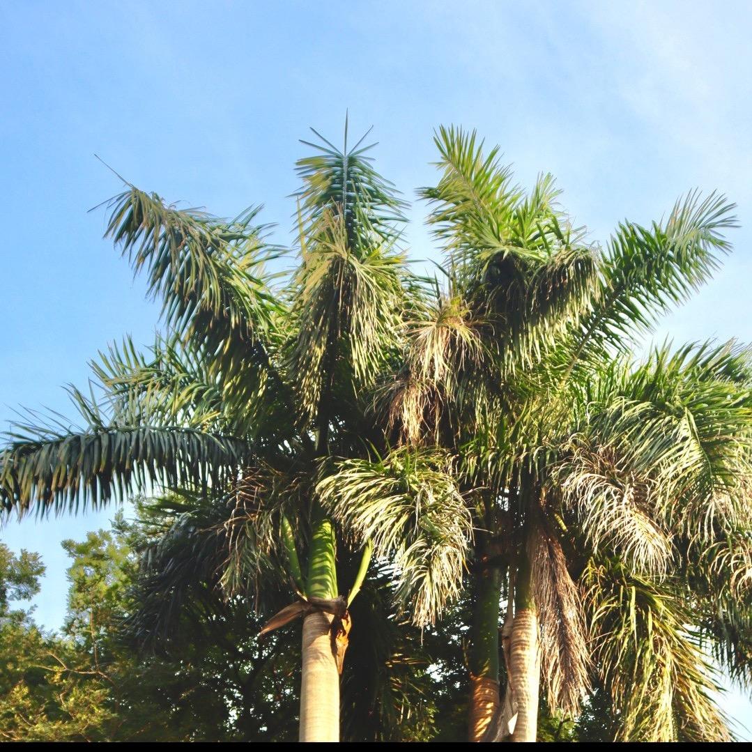 不学傅立叶级数