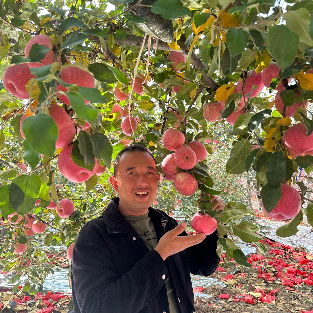 陕北（延老二）苹果代办