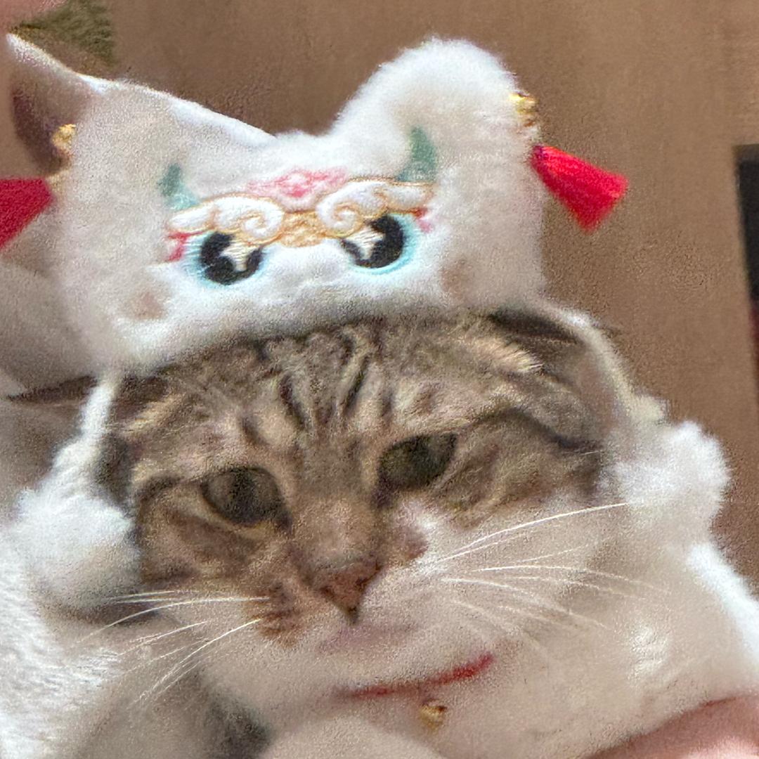 呆胶布布
