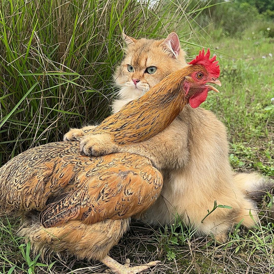 大番薯是只猫