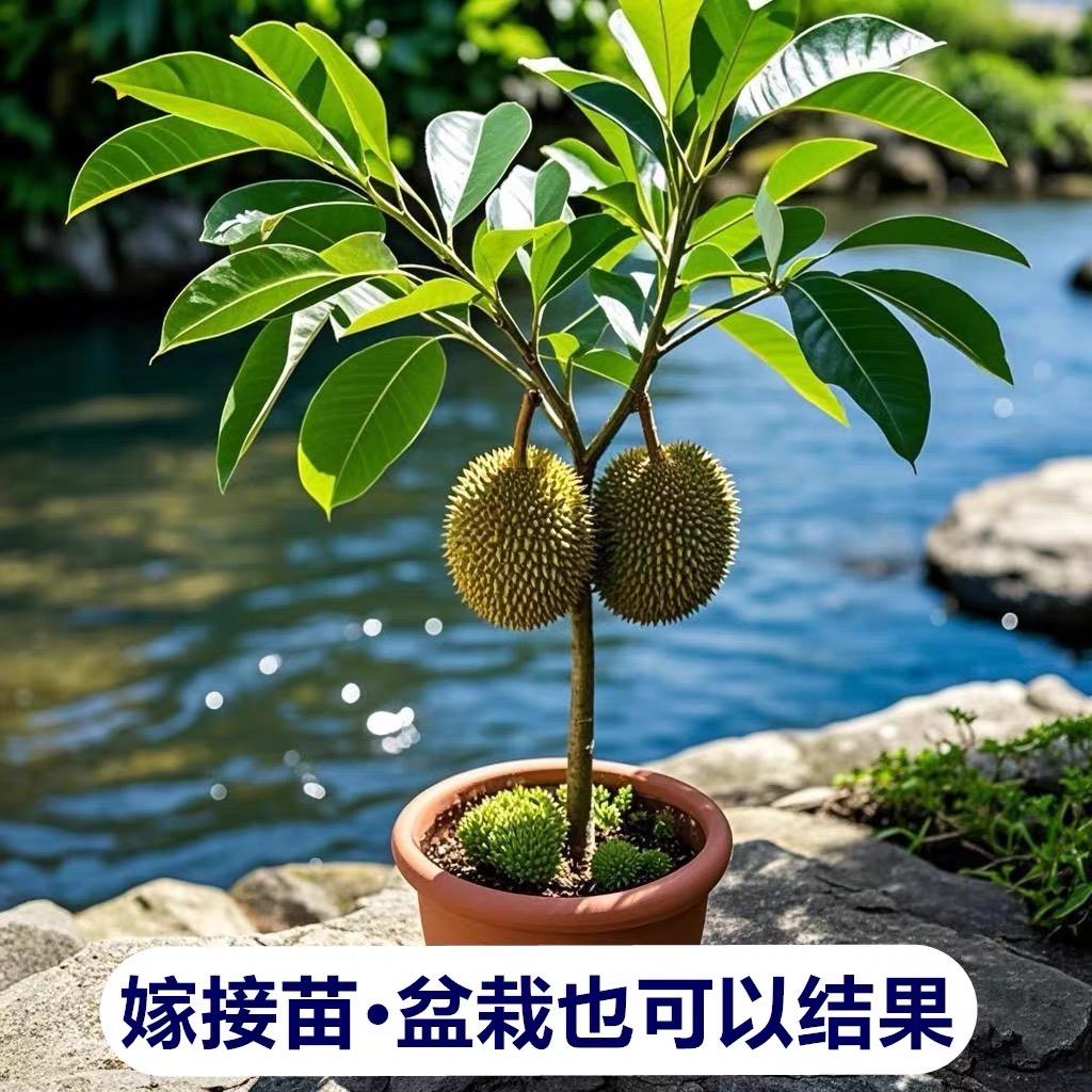 婷婷优选果树