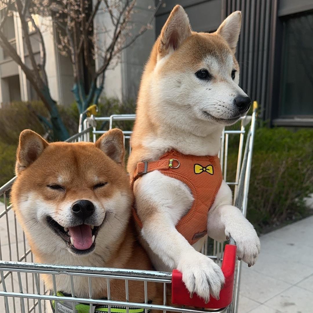 Lucky 波妞超乖🐕