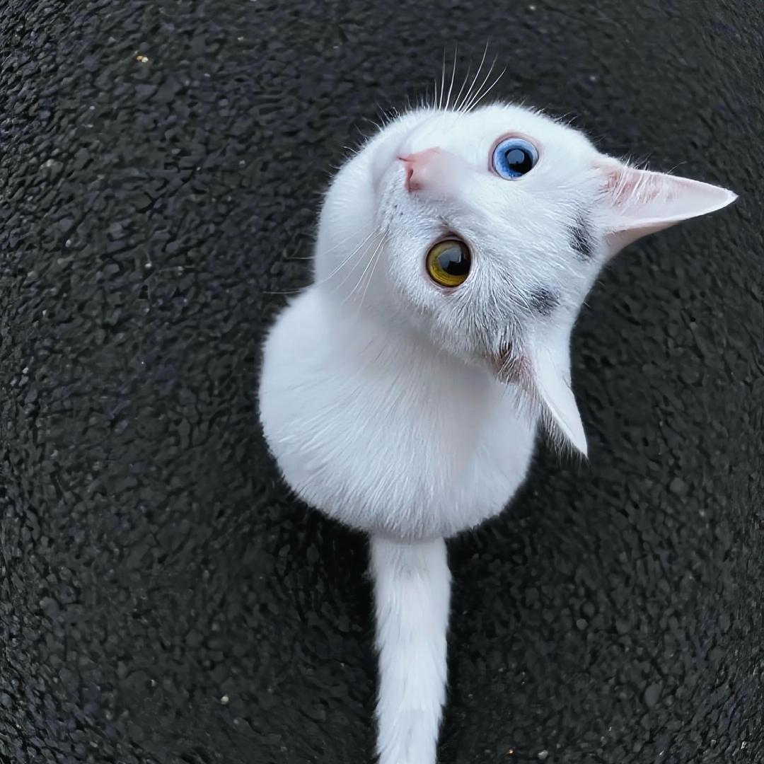 香菜香菜🧿