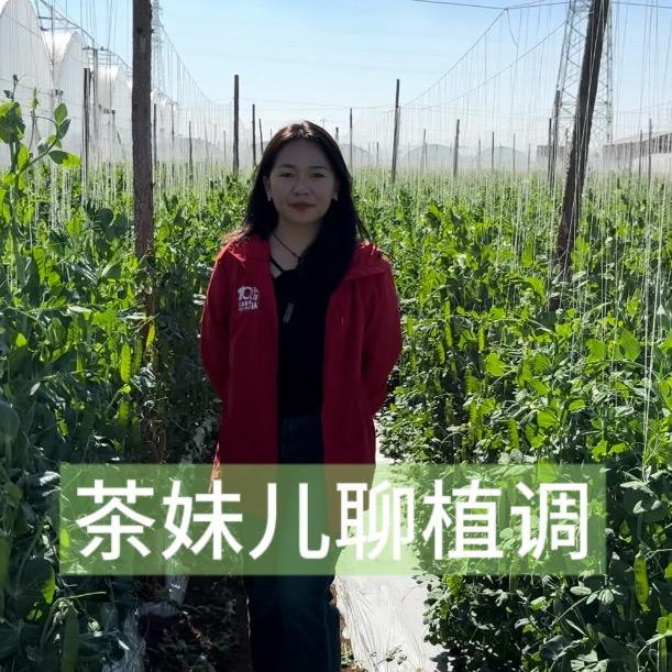 云南蜗牛 茶妹儿