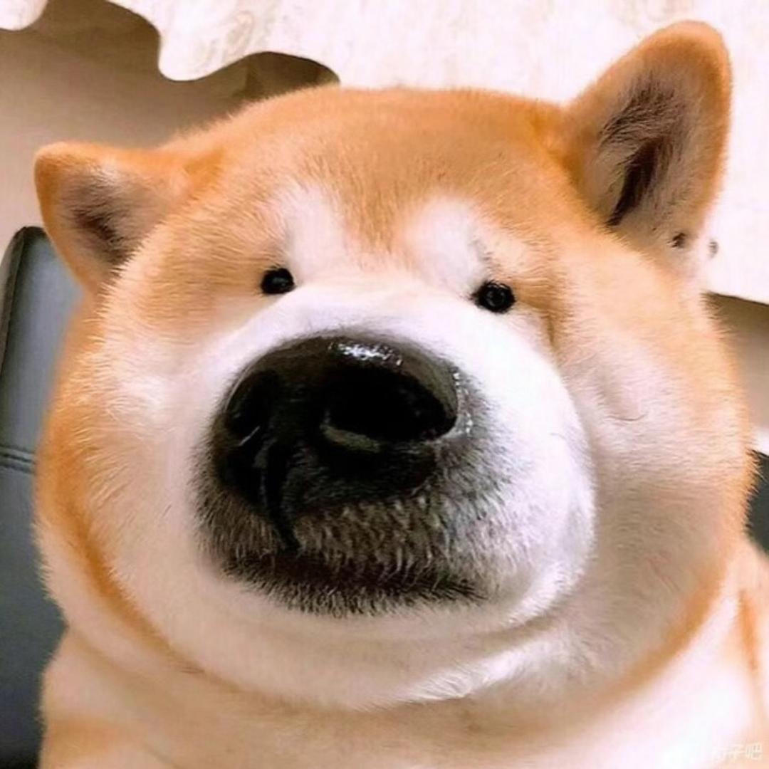 波波不吃素