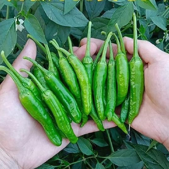 花开了农场−嘉琪