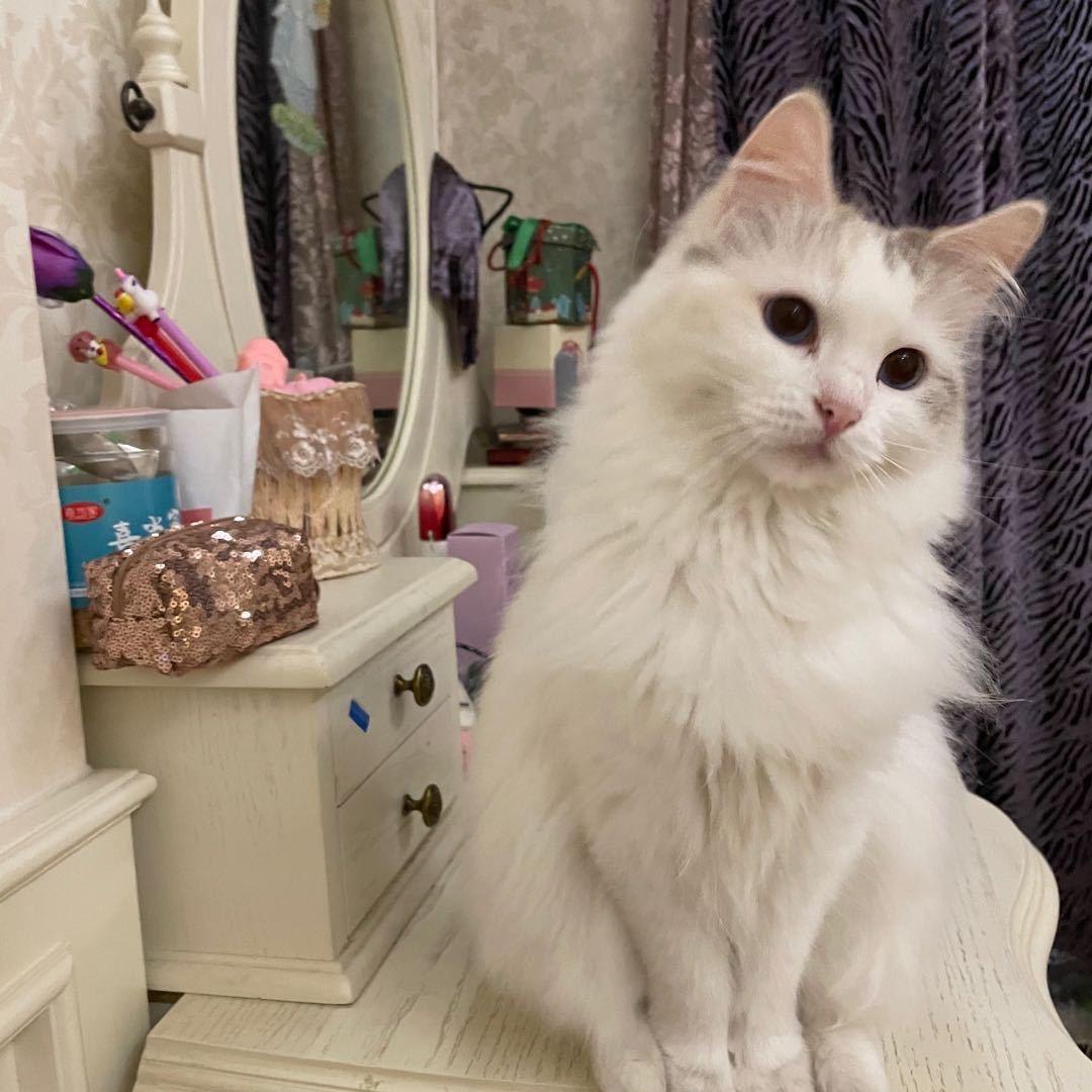 橙子猫猫