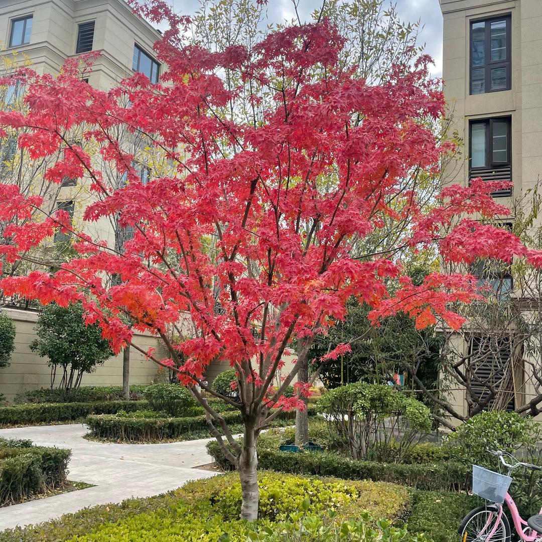 木木
