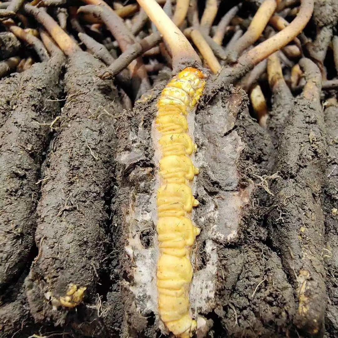 冬虫夏草《真假辨别》