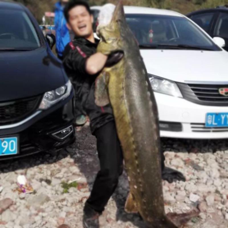 飞凡盘大物