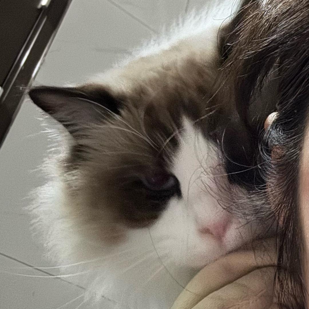 喵星人₍˄·͈༝·͈˄*₎੭