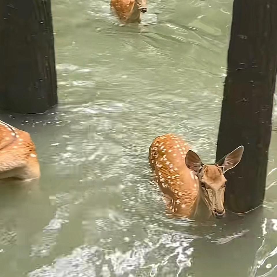 布拿拿