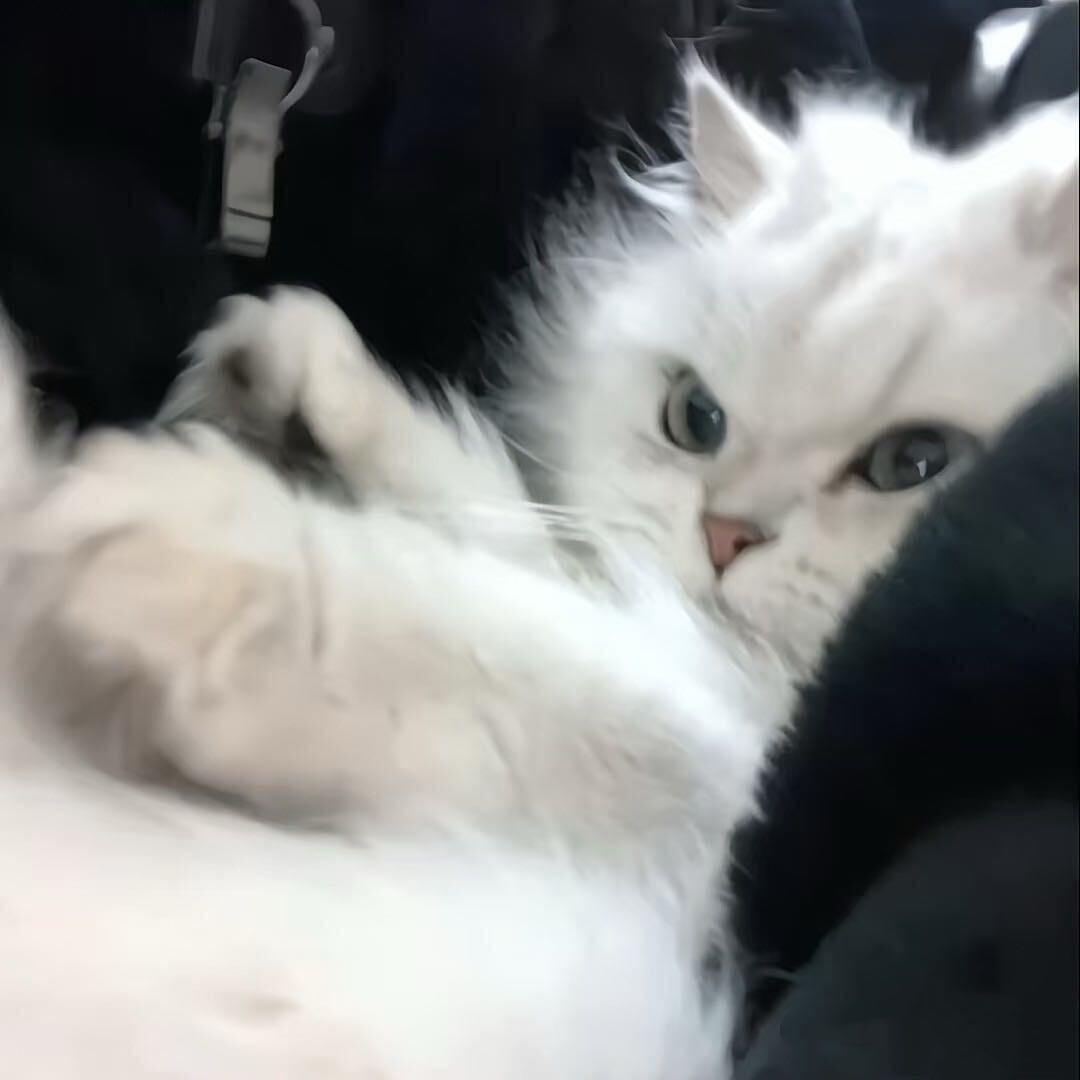 苏崽
