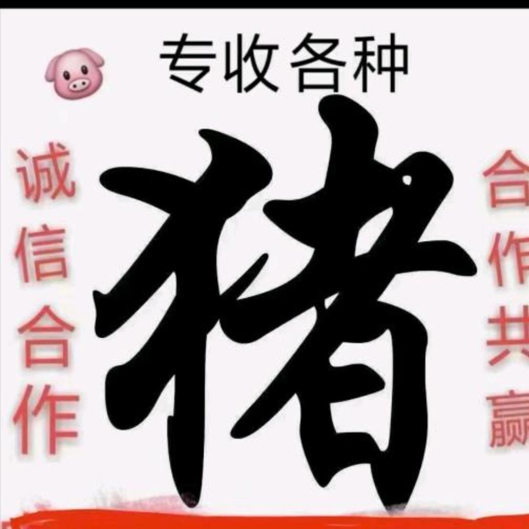 啊传 长期收猪