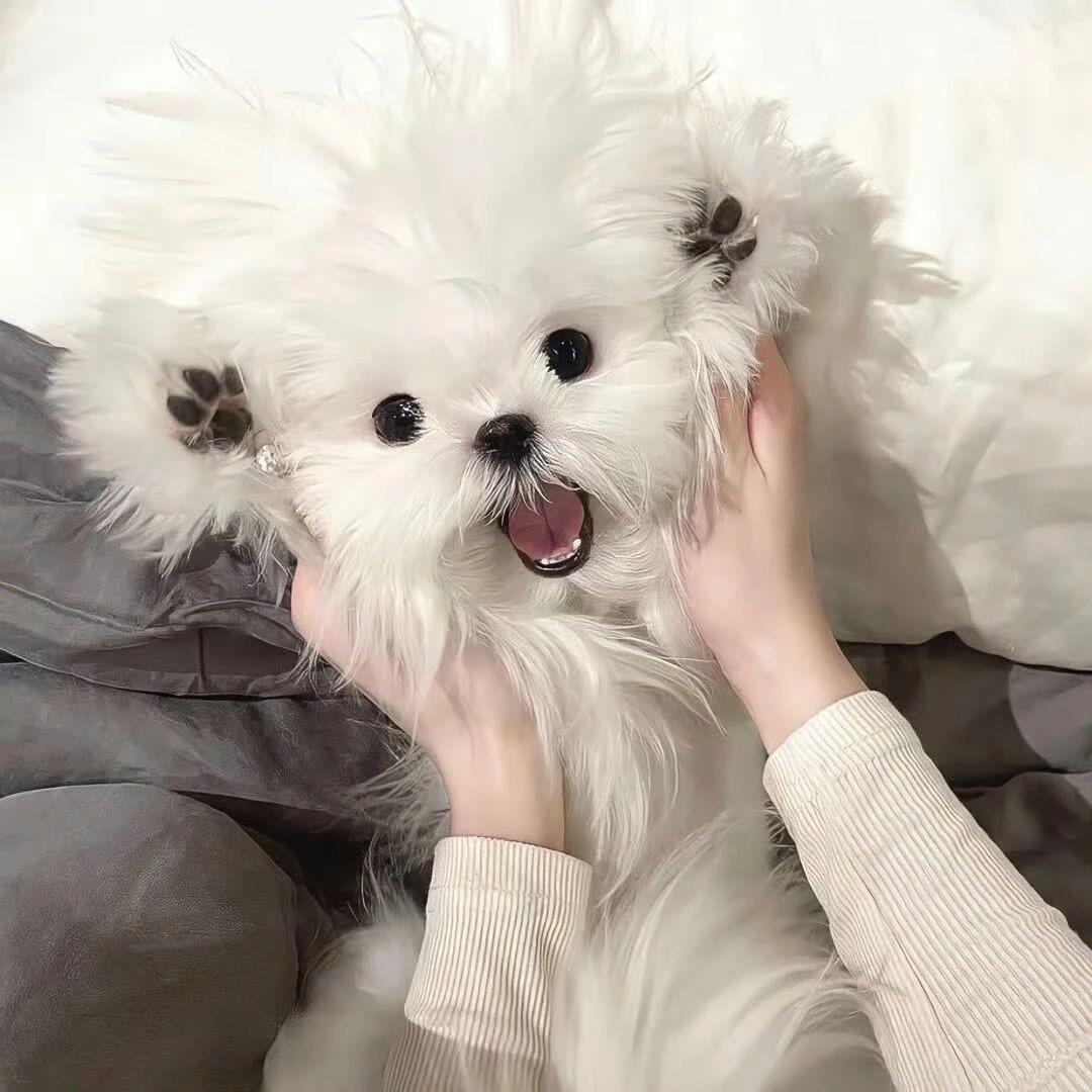 高冷小美
