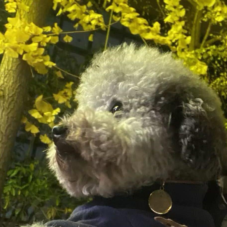 超级无敌风火轮