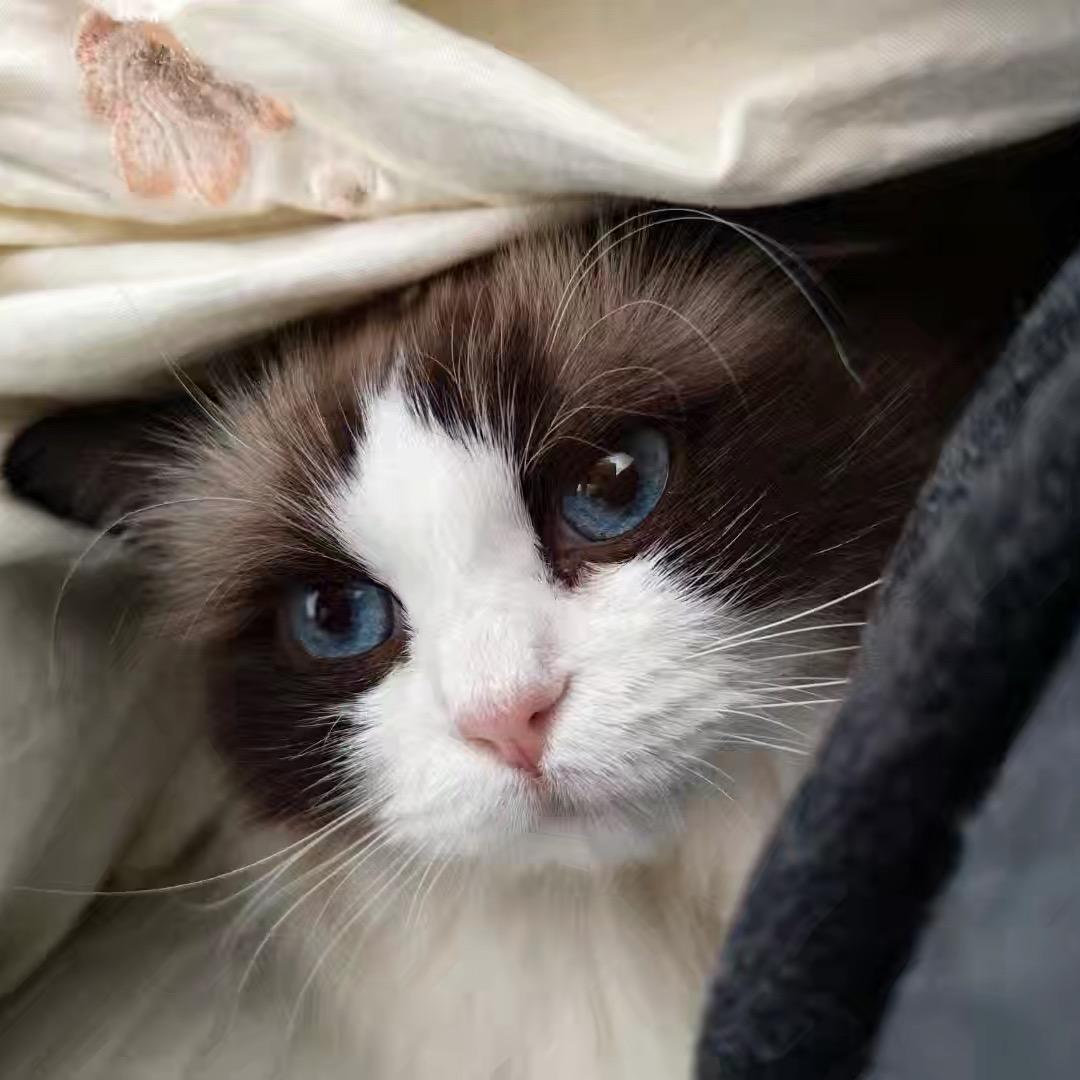 .小妮