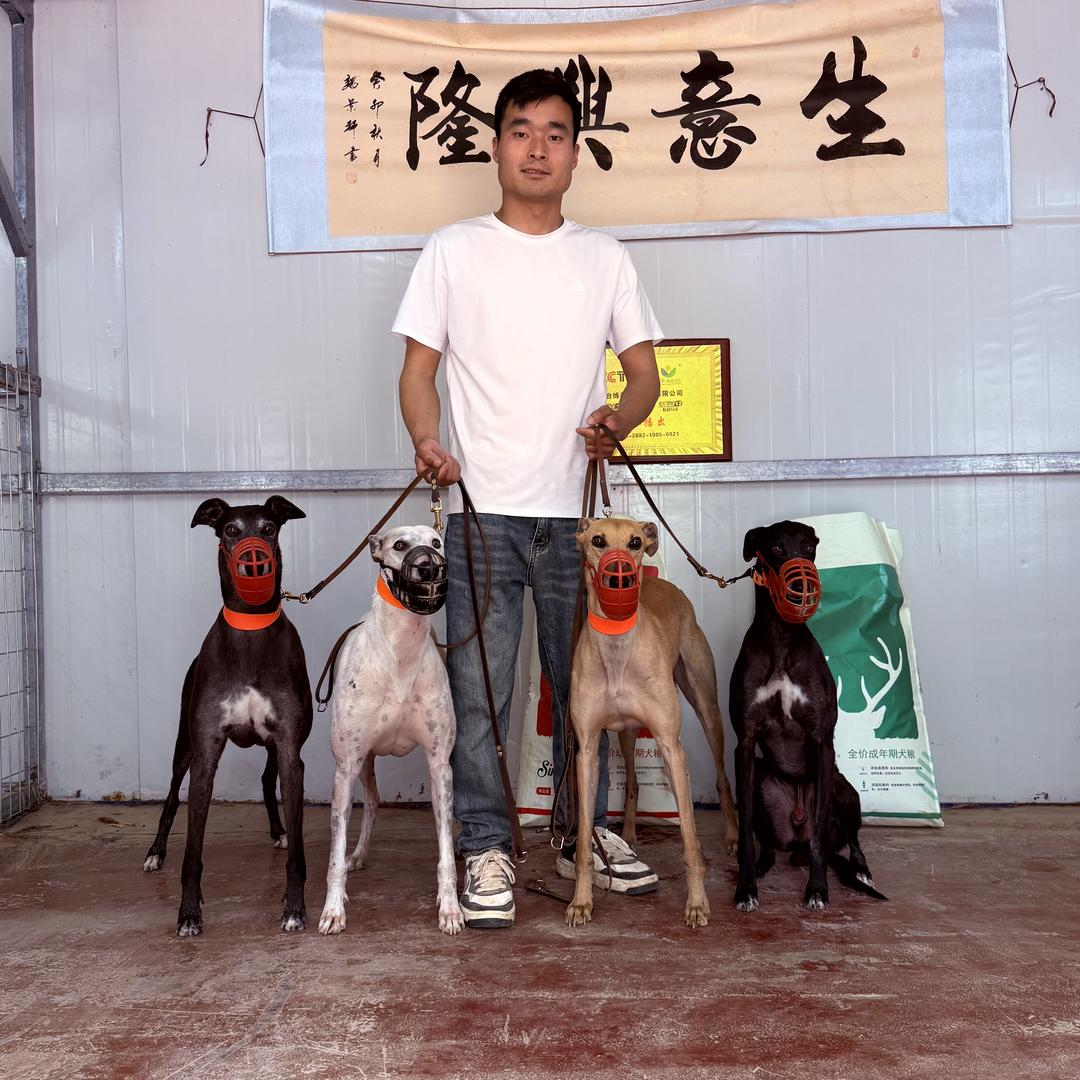 王九条犬舍日常