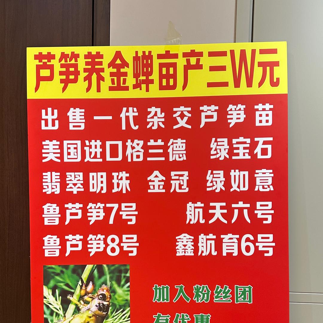 滕州芦笋金蝉试验基地（回收芦笋）