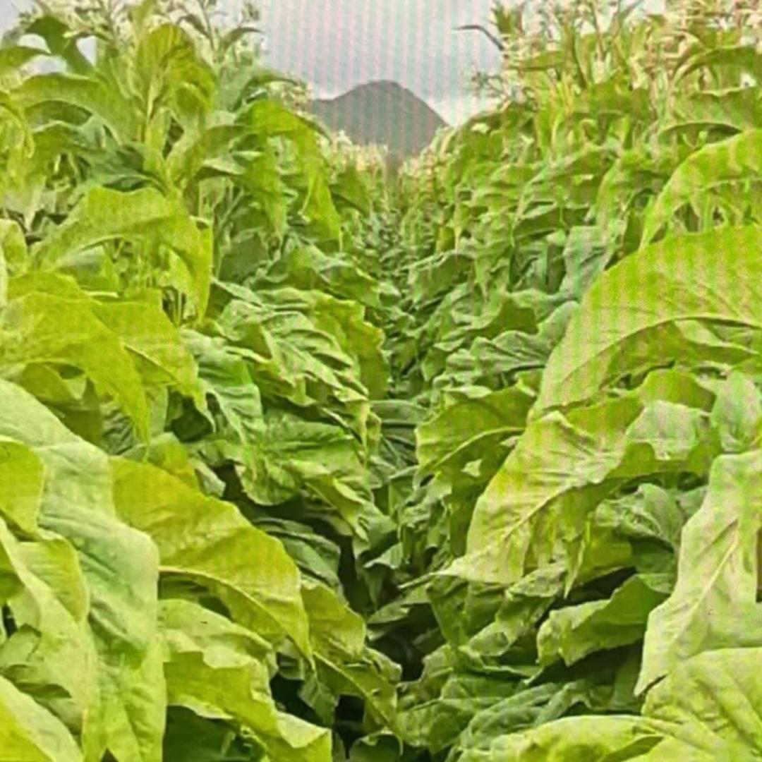 农业种植  小杨