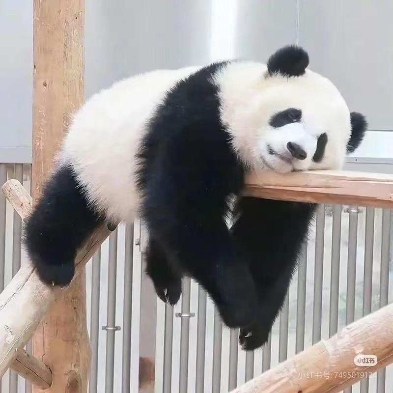 长安冯哥