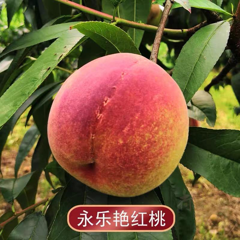 正宗贵州艳红桃