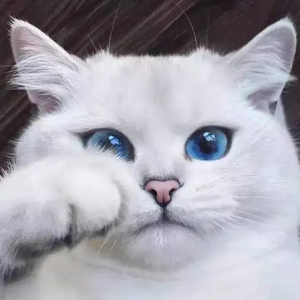 猫哥