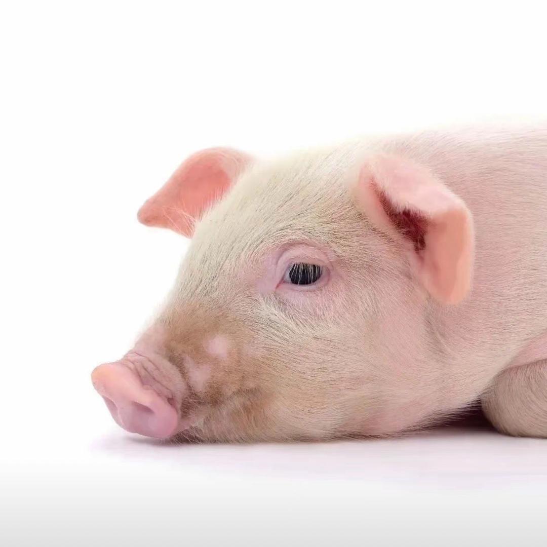 八月十七吃西瓜🍉