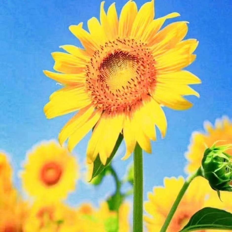 山西苗科丰农业科技有限公司（吉祥种子）