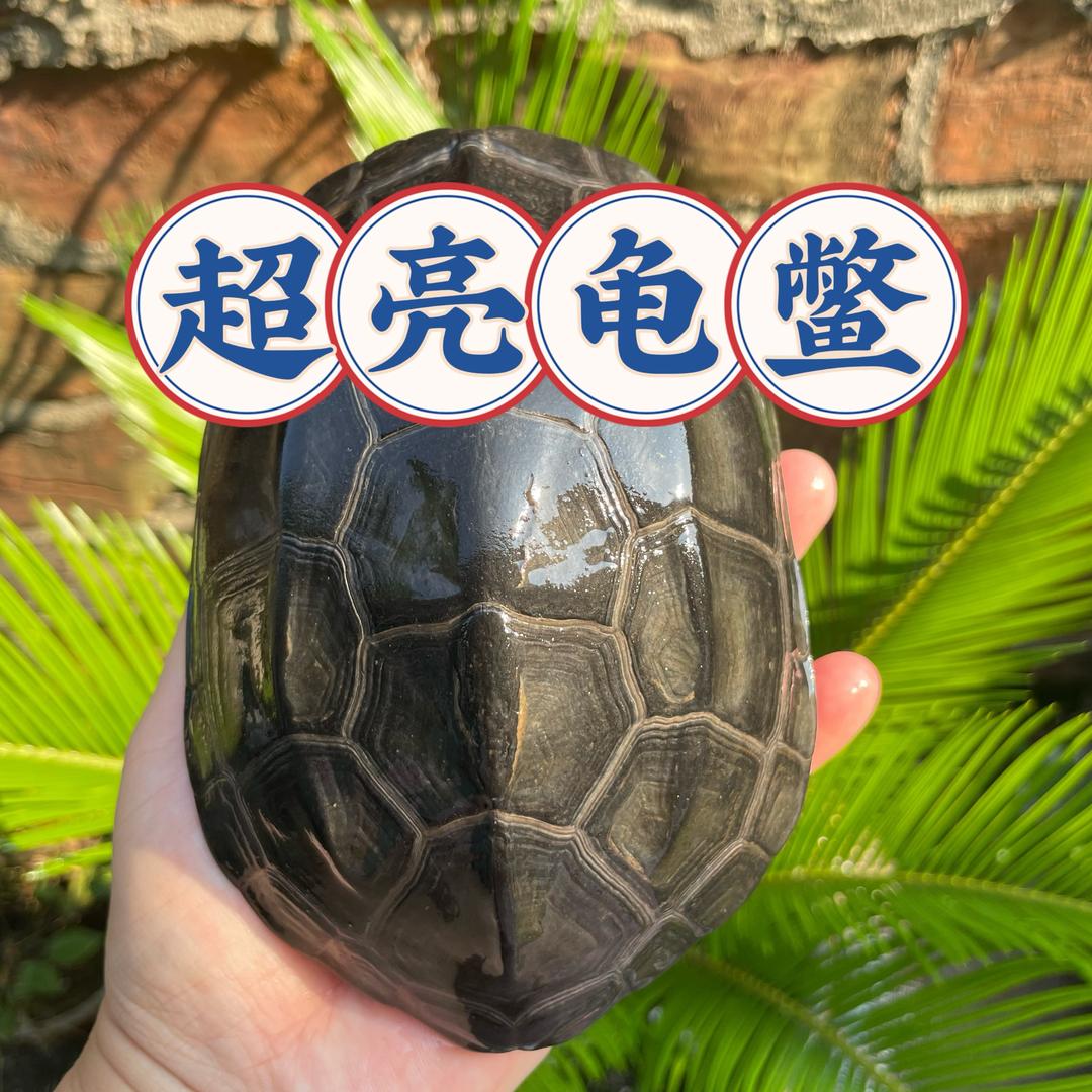 超亮龟鳖