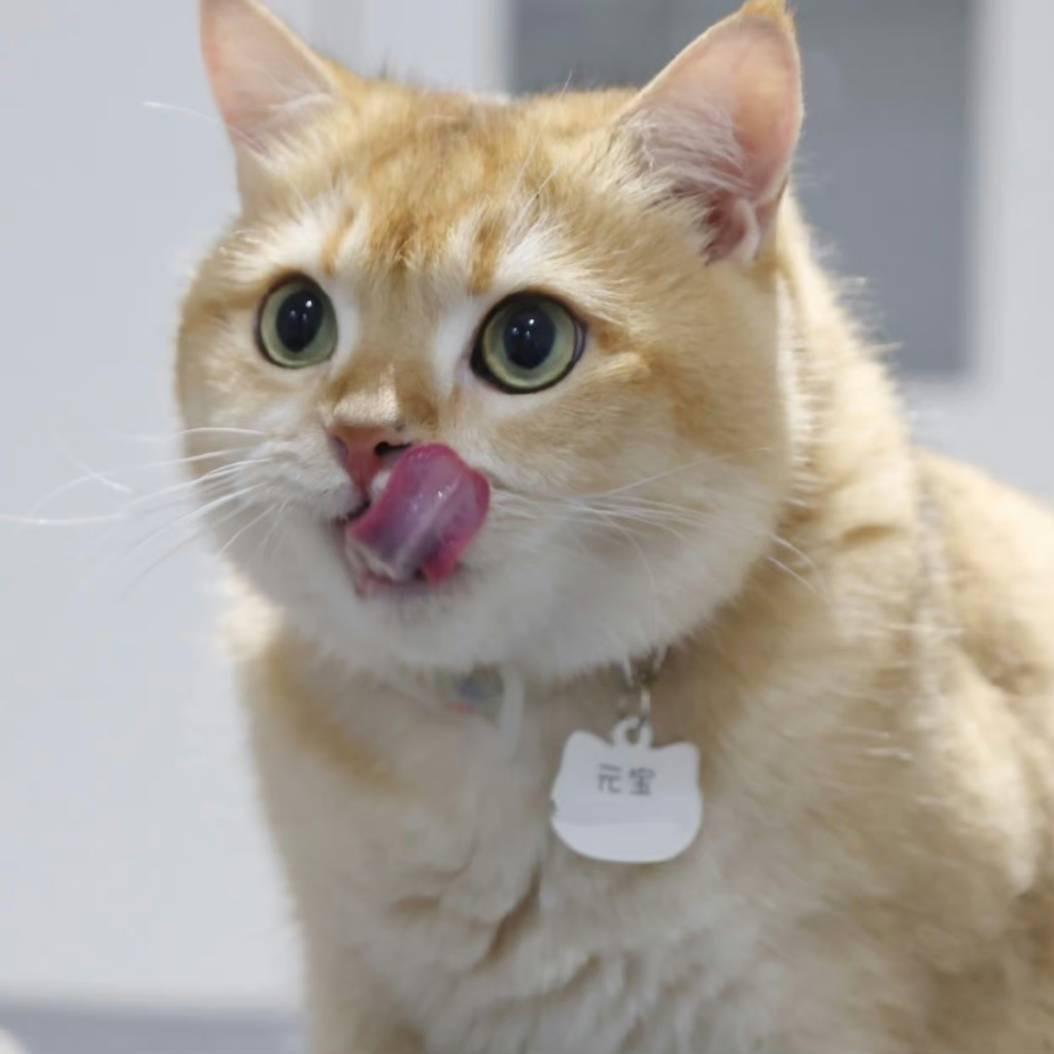 🌸北京wb元宝日记