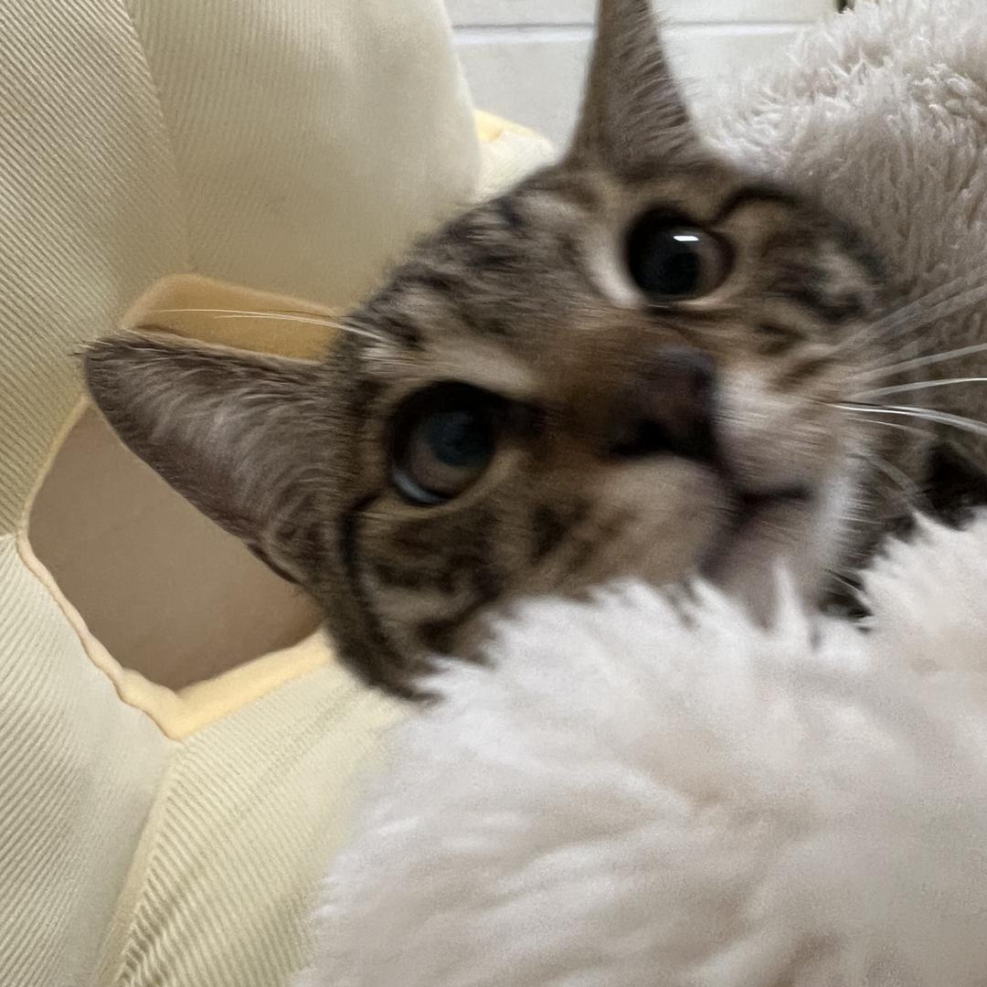 重生之我是营养液党的叛徒一睁眼在吃汉堡包