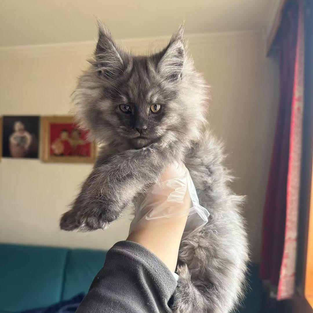 来看小猫吃饭