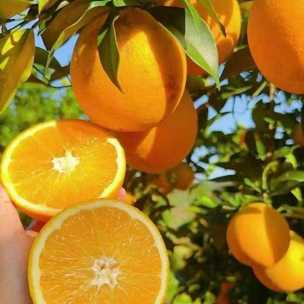 赣南脐橙（安远产地）