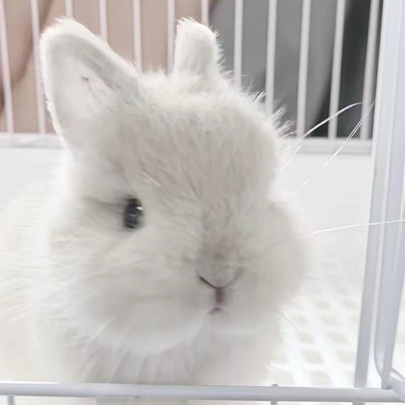 晨子¹⁸