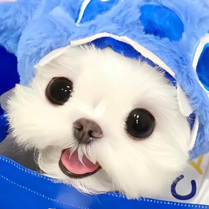 小全仔