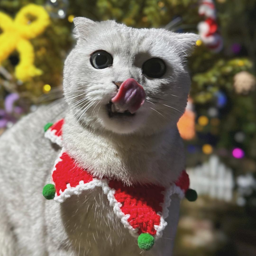 🐱要好好的❤️