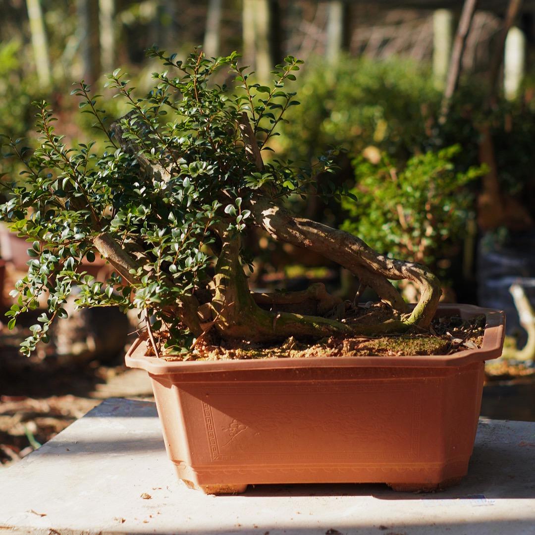 优品绿植苑